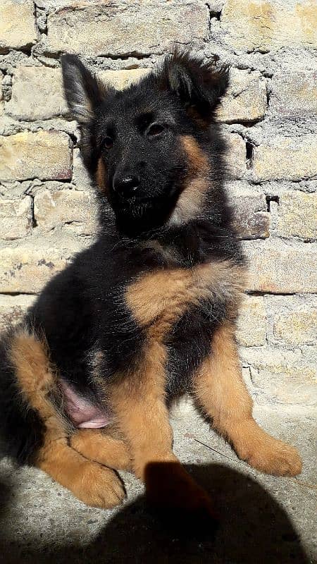 selling a german shepherd Long coat Female 2