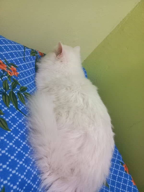 White Persian blue eyes male cat 2