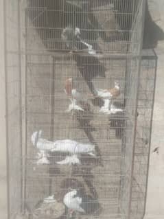 urgent sale with cage