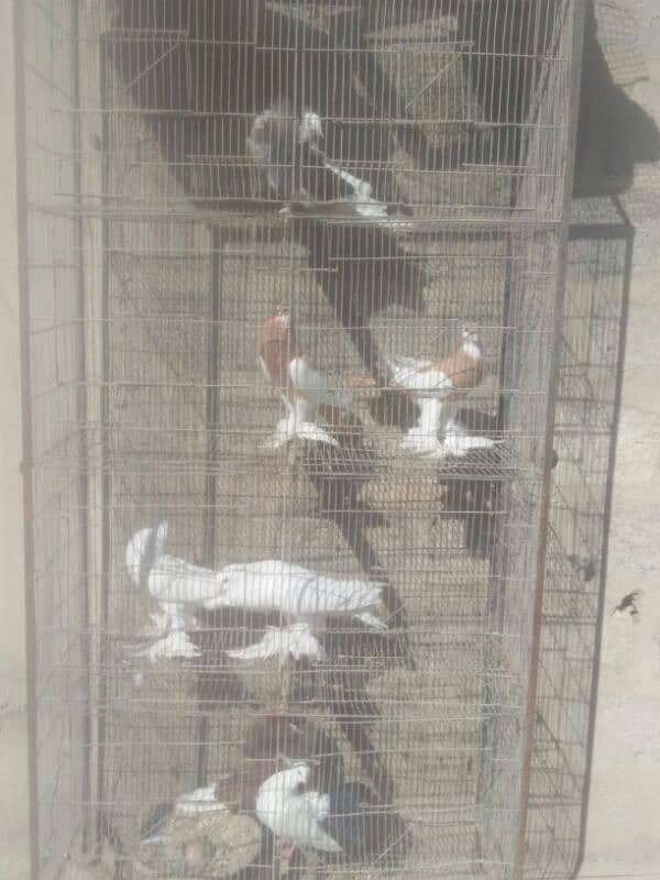 sale n exchange shamo n qandari hens 0