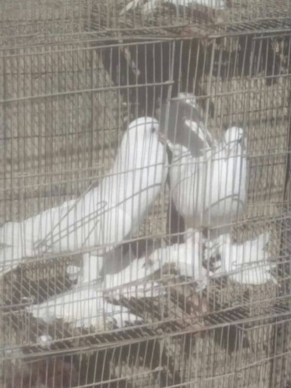 sale n exchange shamo n qandari hens 1