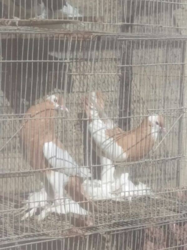 sale n exchange shamo n qandari hens 2