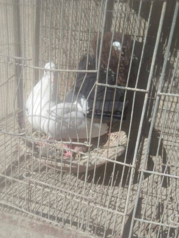 sale n exchange shamo n qandari hens 3