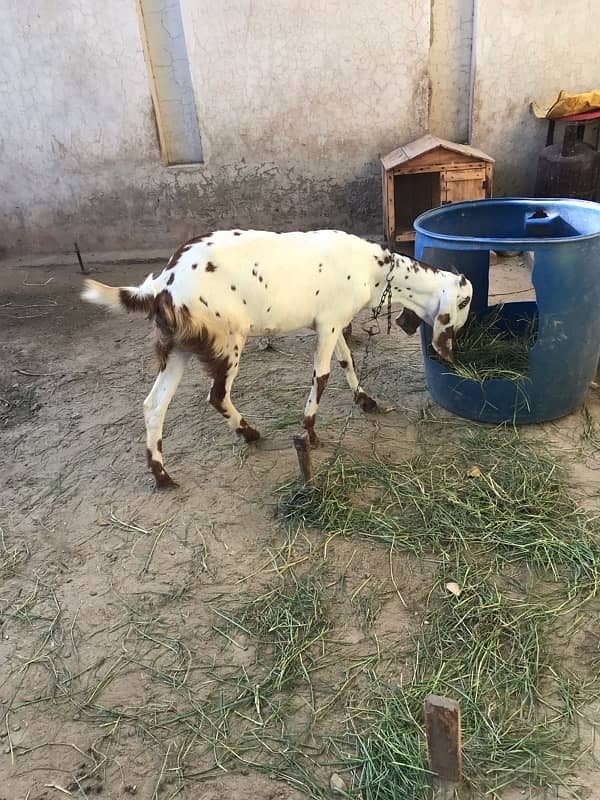 Good &Healthy Goat for sale 0317-4980209 1