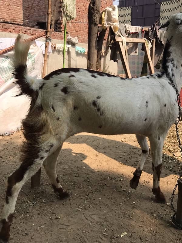 Good &Healthy Goat for sale 0317-4980209 2