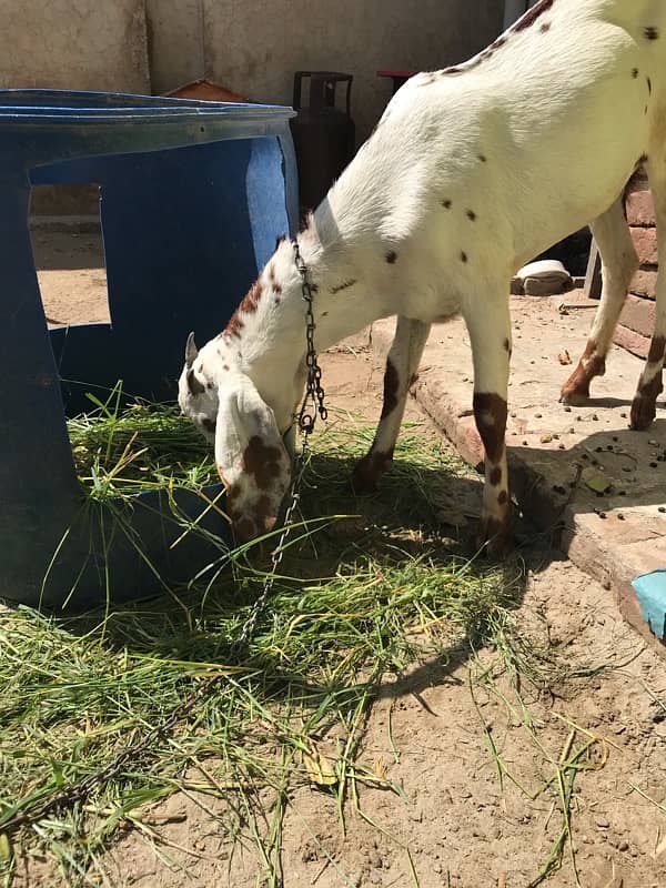 Good &Healthy Goat for sale 0317-4980209 4