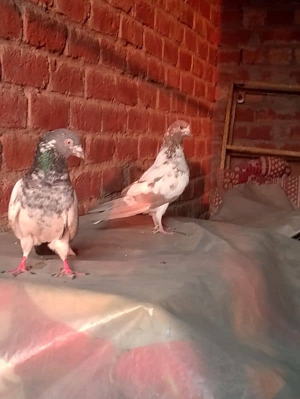 tap quality ke pigeon sale ke laye hai price 1500 0