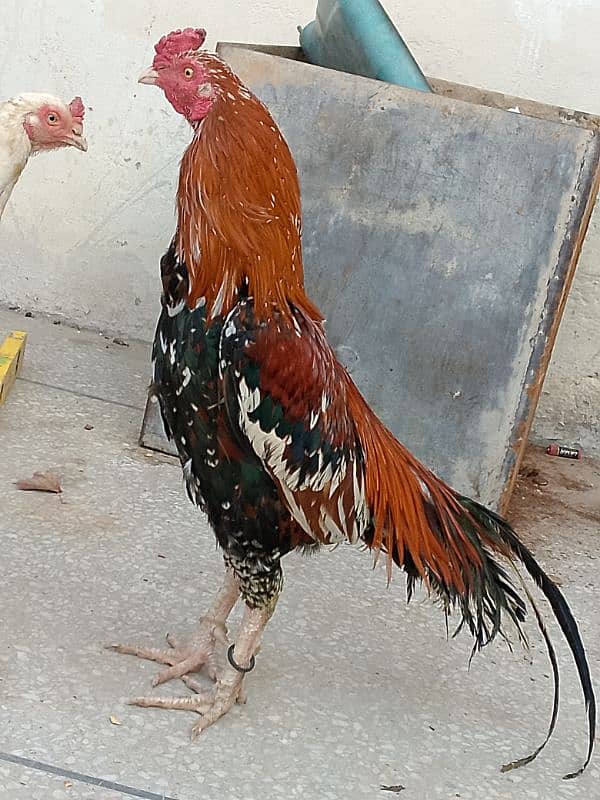 pure asil murga red lakha ready to bred 0