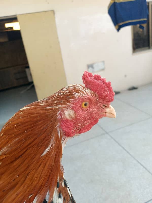 pure asil murga red lakha ready to bred 1