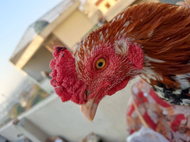 pure asil murga red lakha ready to bred 2