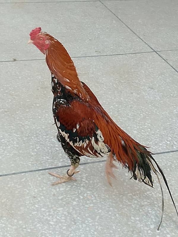 pure asil murga red lakha ready to bred 4