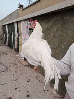 Aseel Heera Chicks | Mushkay Chicks | Aseel hen | Chicks For sale