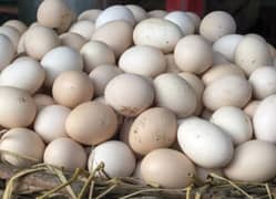 Desi fresh eggs , organic fresh fertile eggs