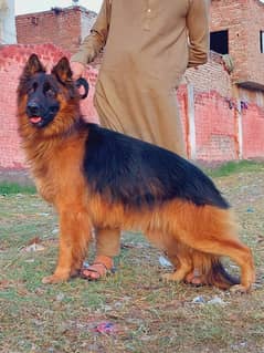 German Shepherd dog for urgent sale call on 0318,4661884