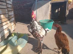 aseel fancy breeder pair female egg laying