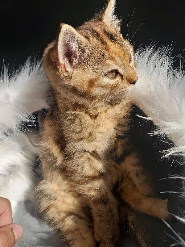 Persian kitten 0