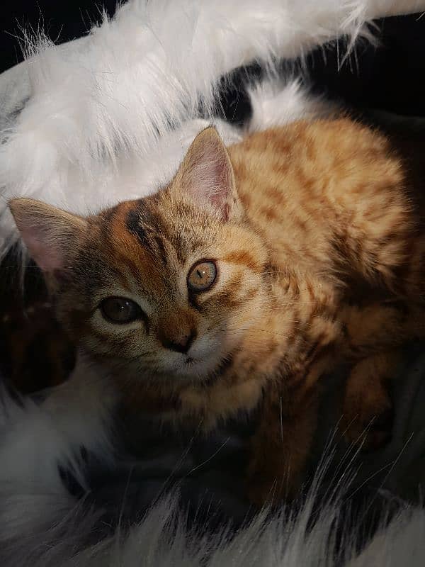 Persian kitten 1