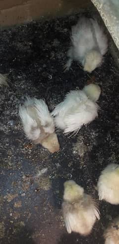 eggs and chicks silkie