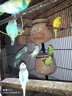 Australian Birsd/ Budgies All SetUp For Sale 600