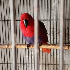 eclectus