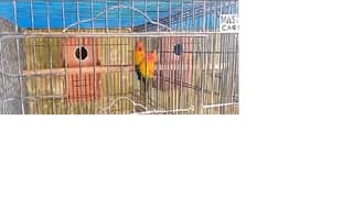 SunConure Breeder Pair