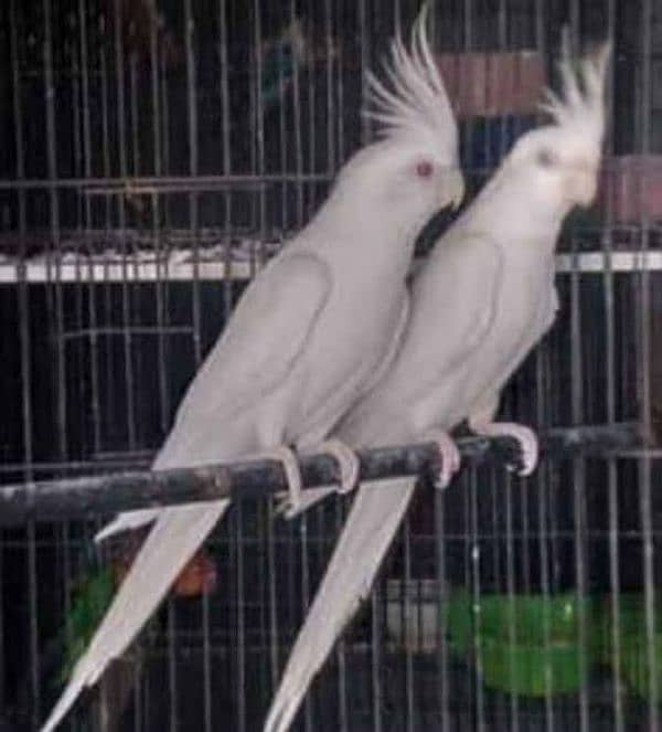 common white red eyes cockatiel breeder pair 2