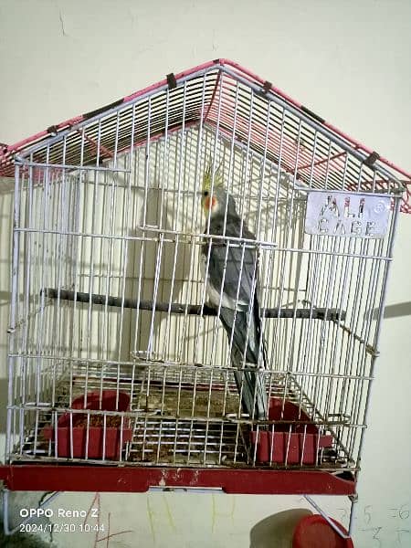 cocktail breeder male with cage 2