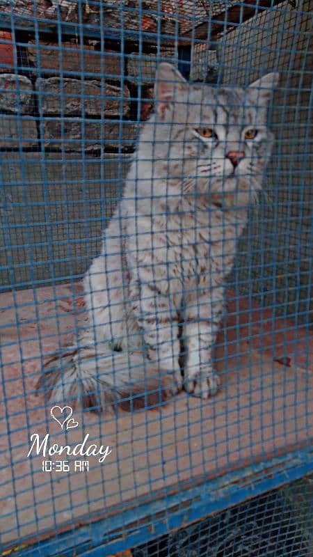 Persian Male cat Urgent for sale 0