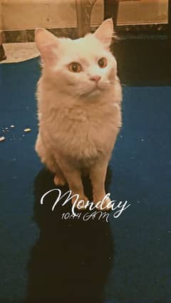 Turkish angora cat