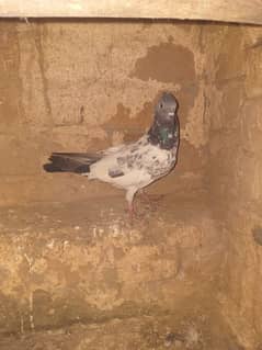 aseel pigeon