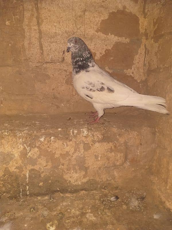 aseel pigeon 1