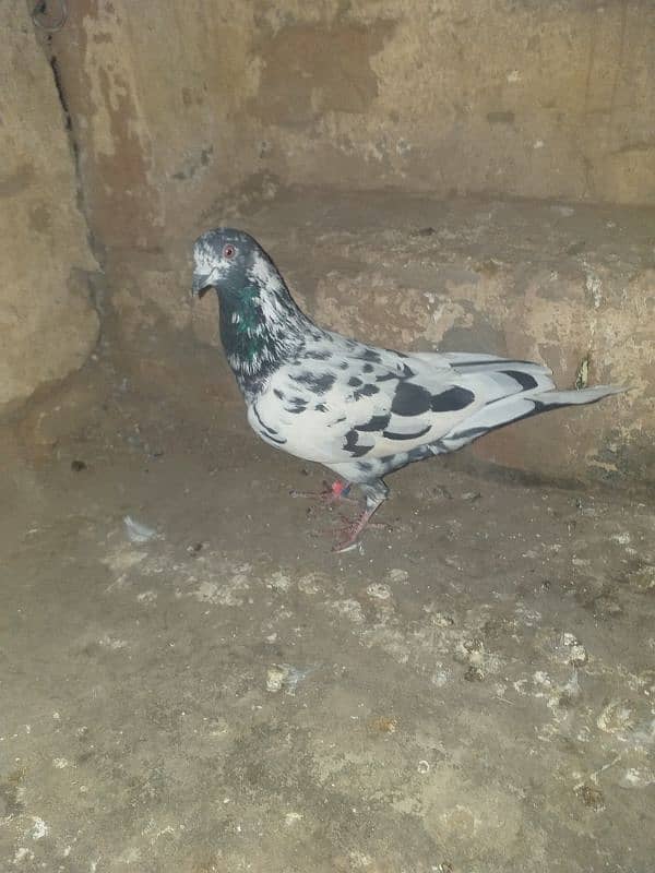 aseel pigeon 2