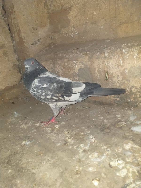 aseel pigeon 3