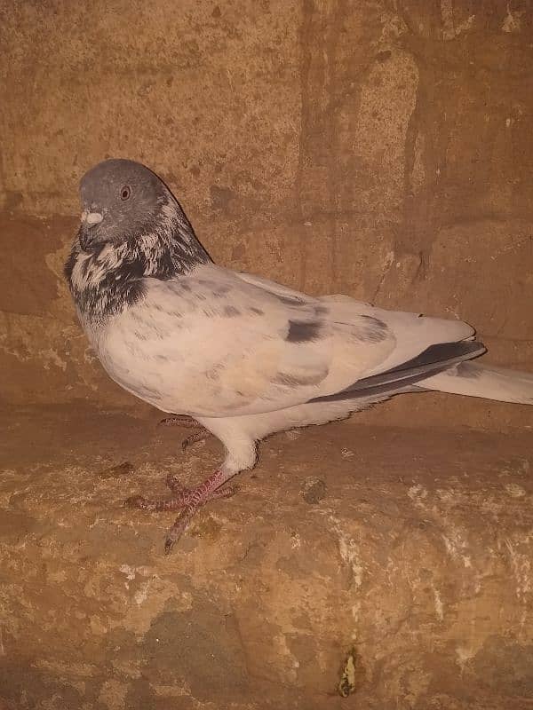 aseel pigeon 4