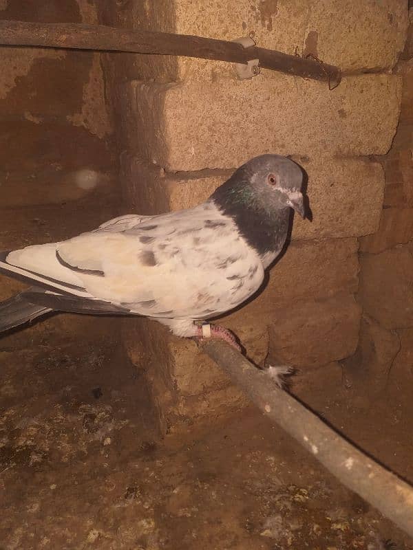 aseel pigeon 5