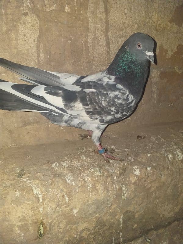 aseel pigeon 7