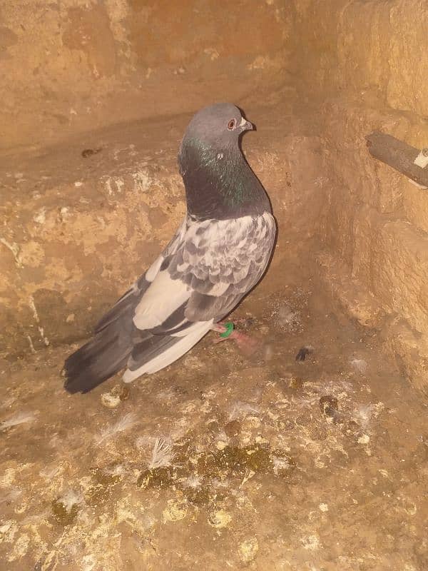 aseel pigeon 8