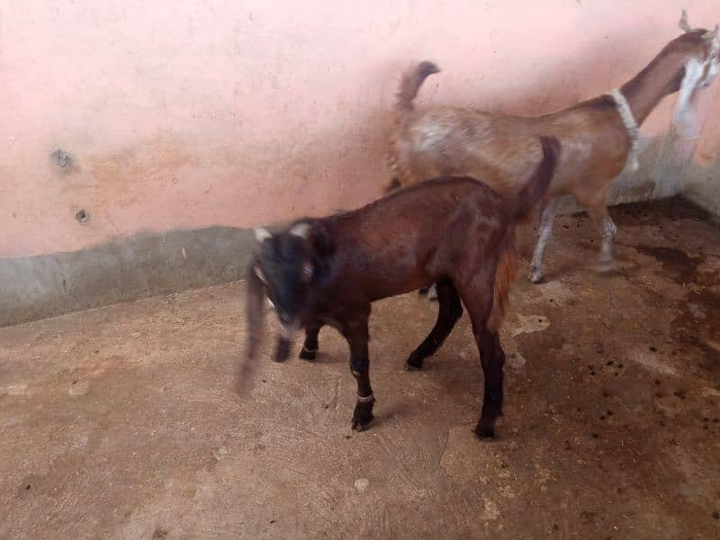 Ghaban bakri or Bacha 11