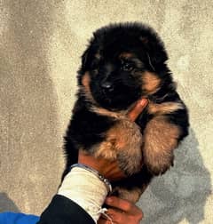 Pedigree German Shepherd male puppy available for sale