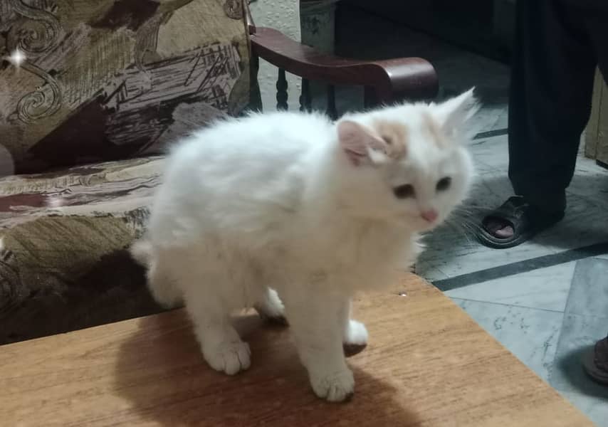 persion kitten/male kitten/cat baby for sale 0