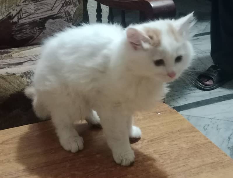 persion kitten/male kitten/cat baby for sale 1