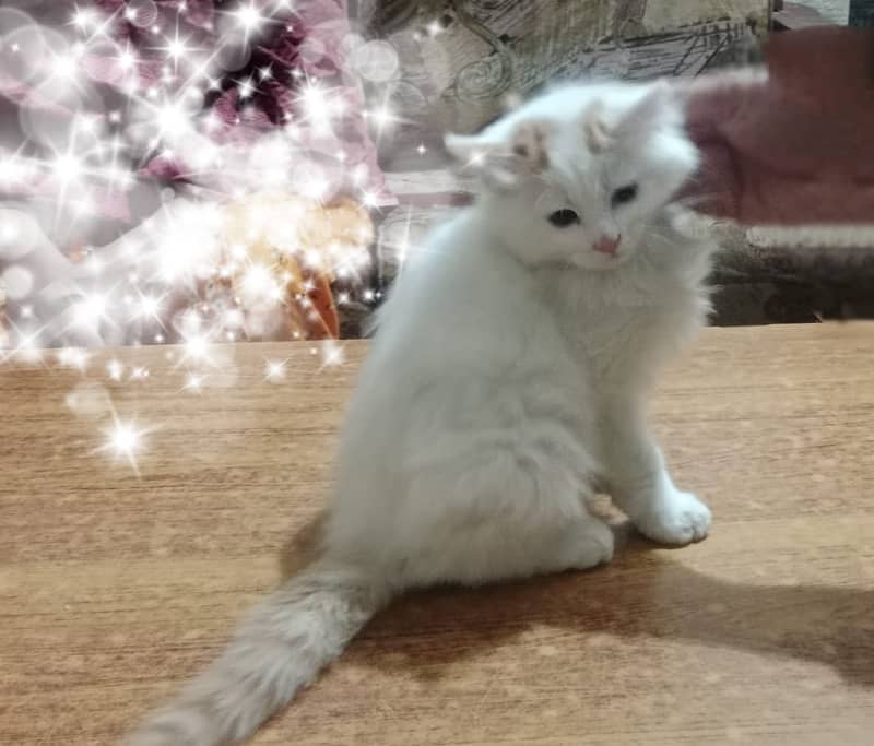 persion kitten/male kitten/cat baby for sale 2