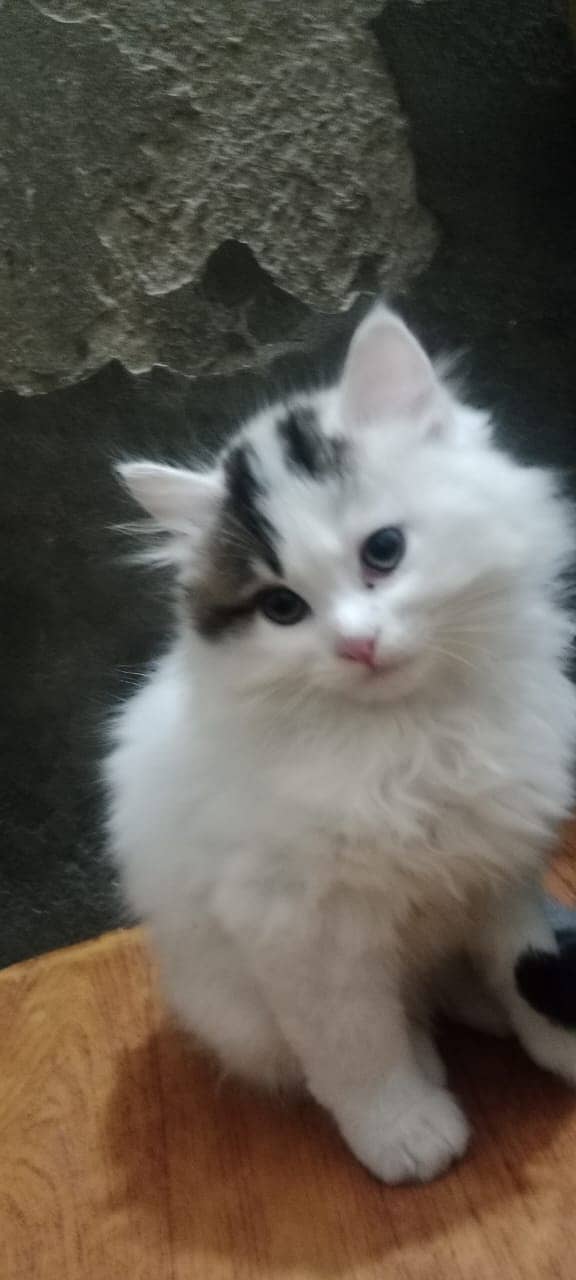 persion kitten/male kitten/cat baby for sale 3