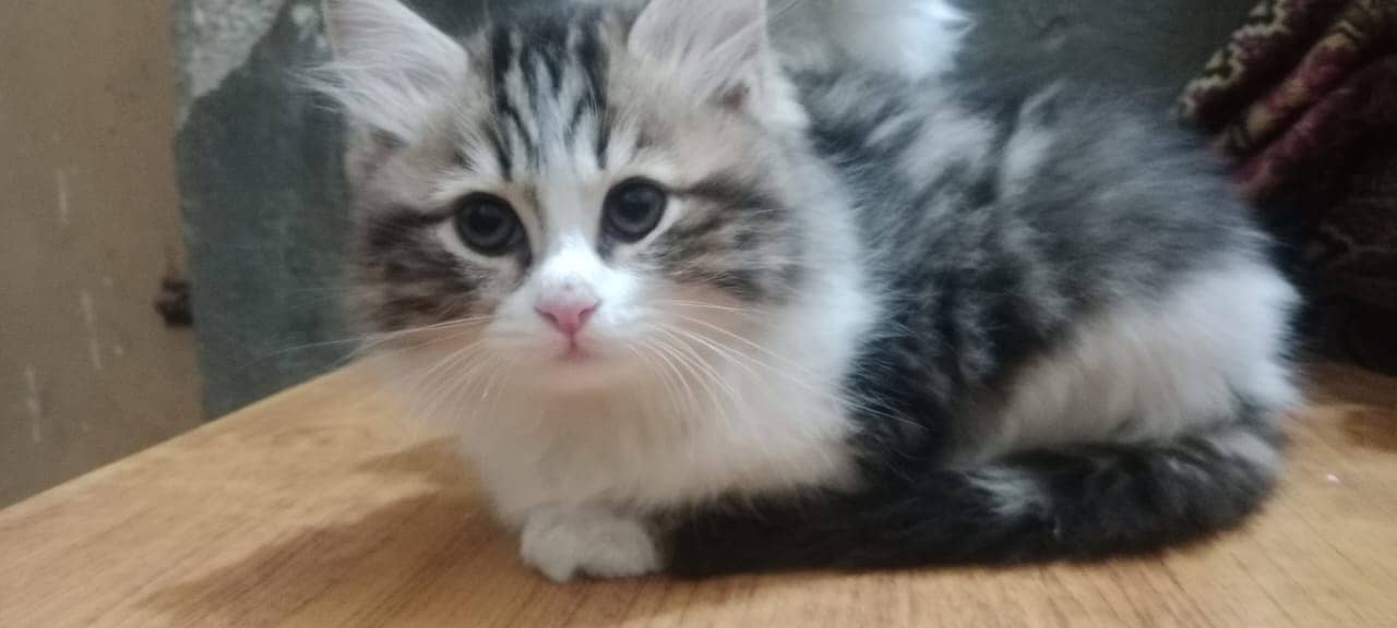 persion kitten/male kitten/cat baby for sale 5