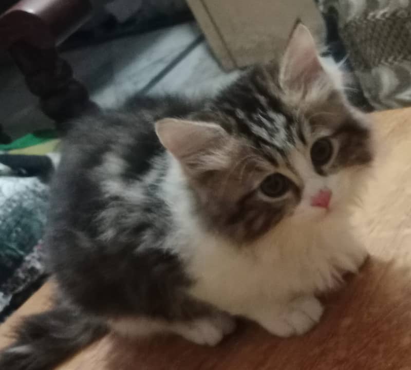 persion kitten/male kitten/cat baby for sale 6