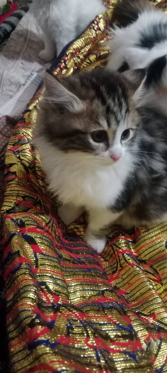 persion kitten/male kitten/cat baby for sale 7