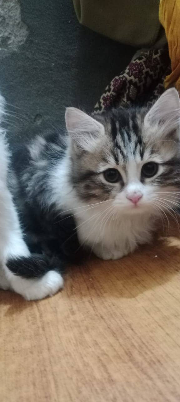 persion kitten/male kitten/cat baby for sale 9