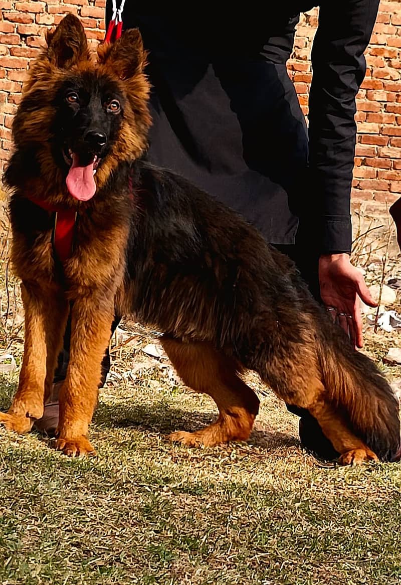 German shepherd male confirm breeder / pink pedigree female available 0