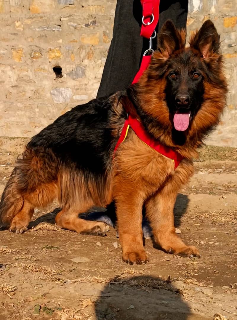 German shepherd male confirm breeder / pink pedigree female available 2