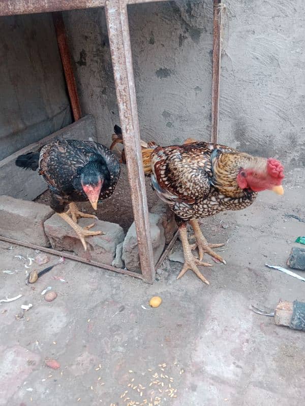 aseel pair for sale every thing ok murgi egg dynay wali ha 1